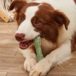 Chew Toys for Dog Teeth Cleaning | TPR Dental Toy