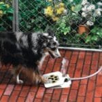 Dog Water Fountain with Paw Pad
