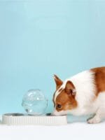 Automatic Pet Water Feeder Bowl – 2.8L Refillable Dispenser - Image 9