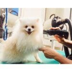 High-Power Pet Hair Dryer Blower – Quiet Quick-Drying Machine - Image 3