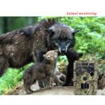 Camouflage Hunting Trail Camera – Outdoor Wildlife Surveillance - Image 3