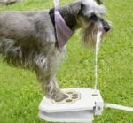 Dog Water Fountain with Paw Pad - Image 3