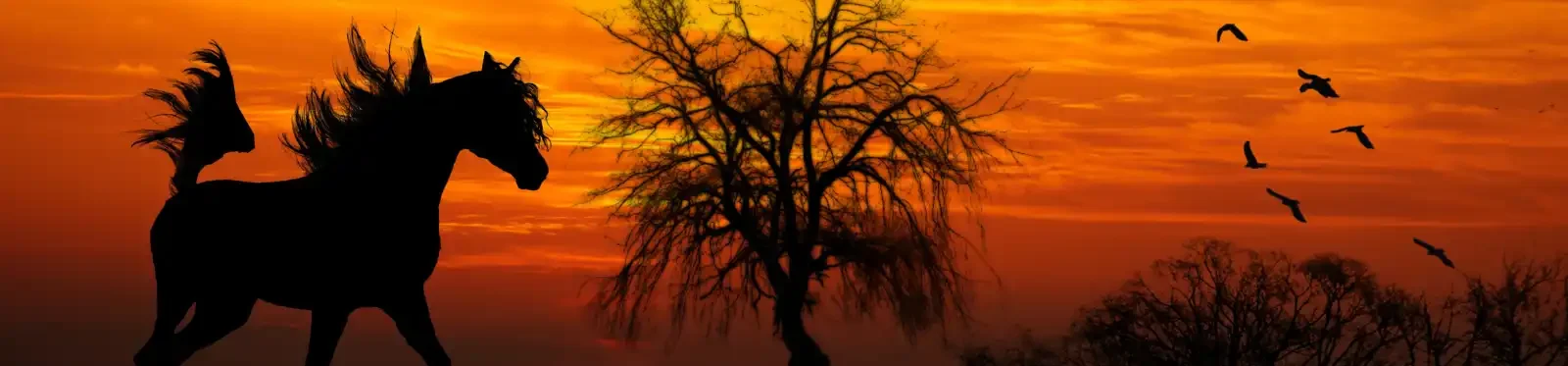 Arab 2Banner 77548540