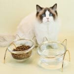 Glass Elevated Cat Bowl with Metal Stand – Anti-Slip Raised Feeder for Food & Water