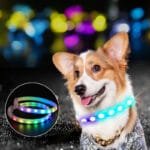 USB Rechargeable LED Dog Collar – Glowing Night Safety Light-Up Pet Necklace, Weatherproof & Adjustable